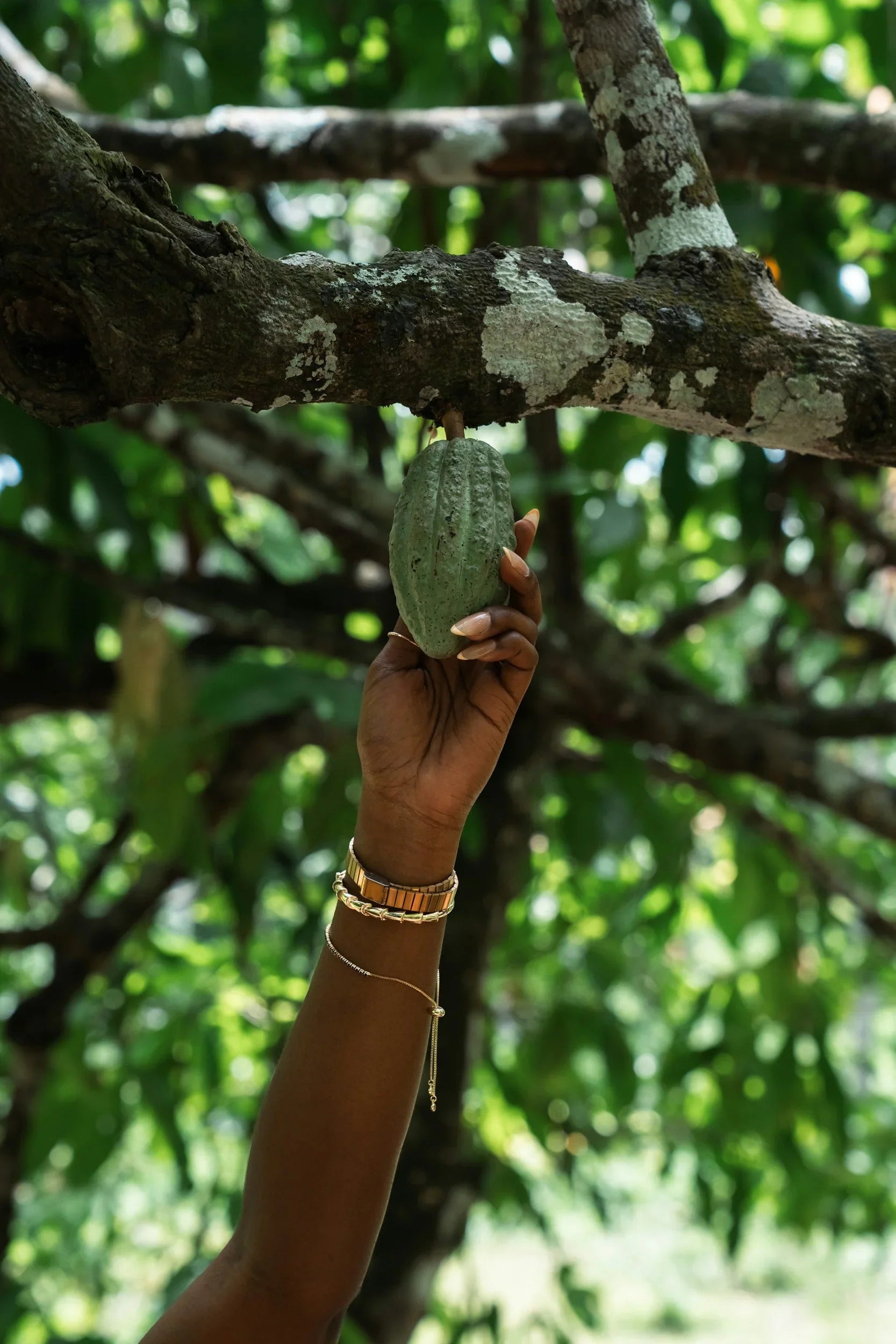 How Climate Collaboration Is Quietly Strengthening the Coffee Supply Chain