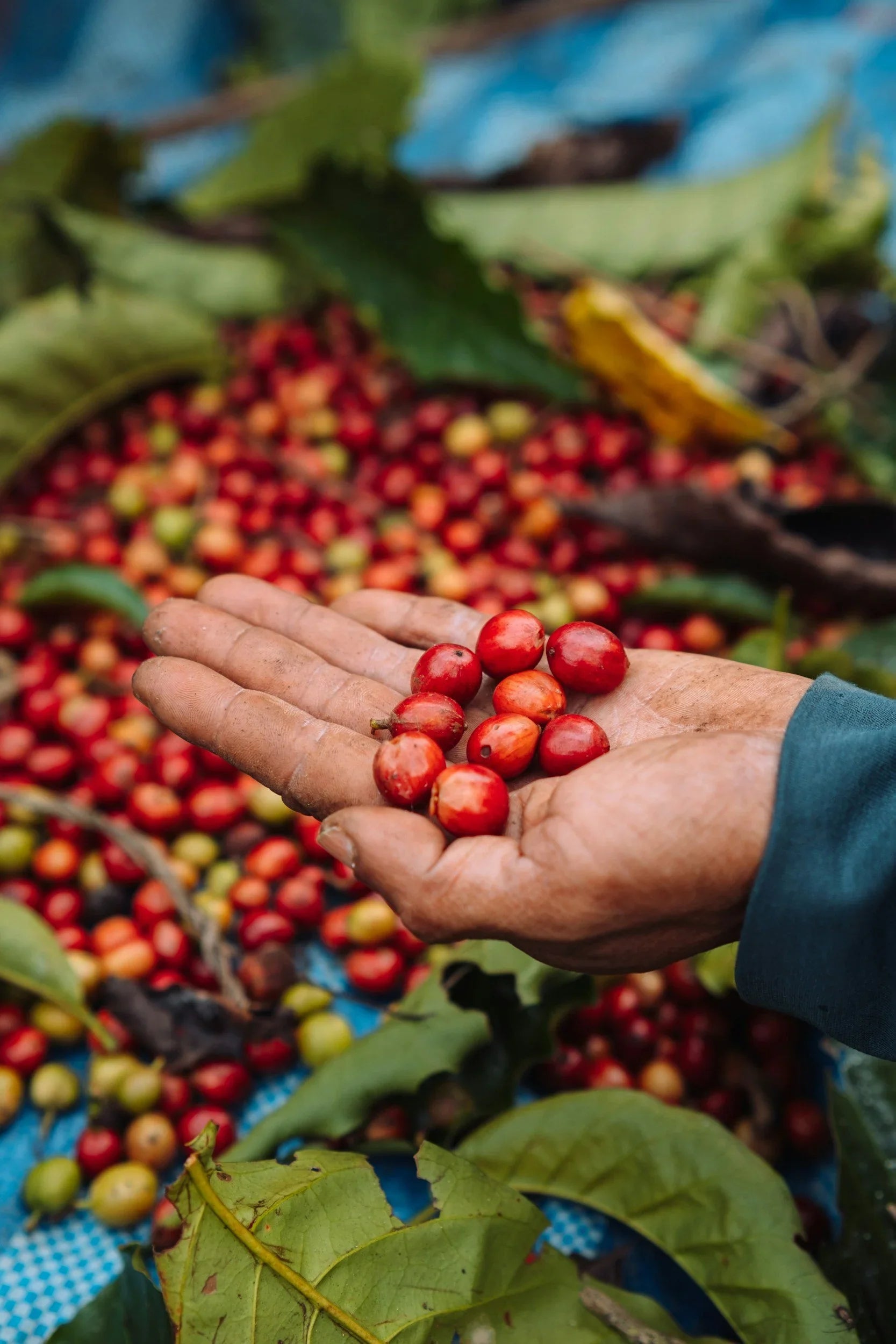What Happens When Coffee Becomes a Classroom? A Lesson in Planting, Purpose, and Possibility
