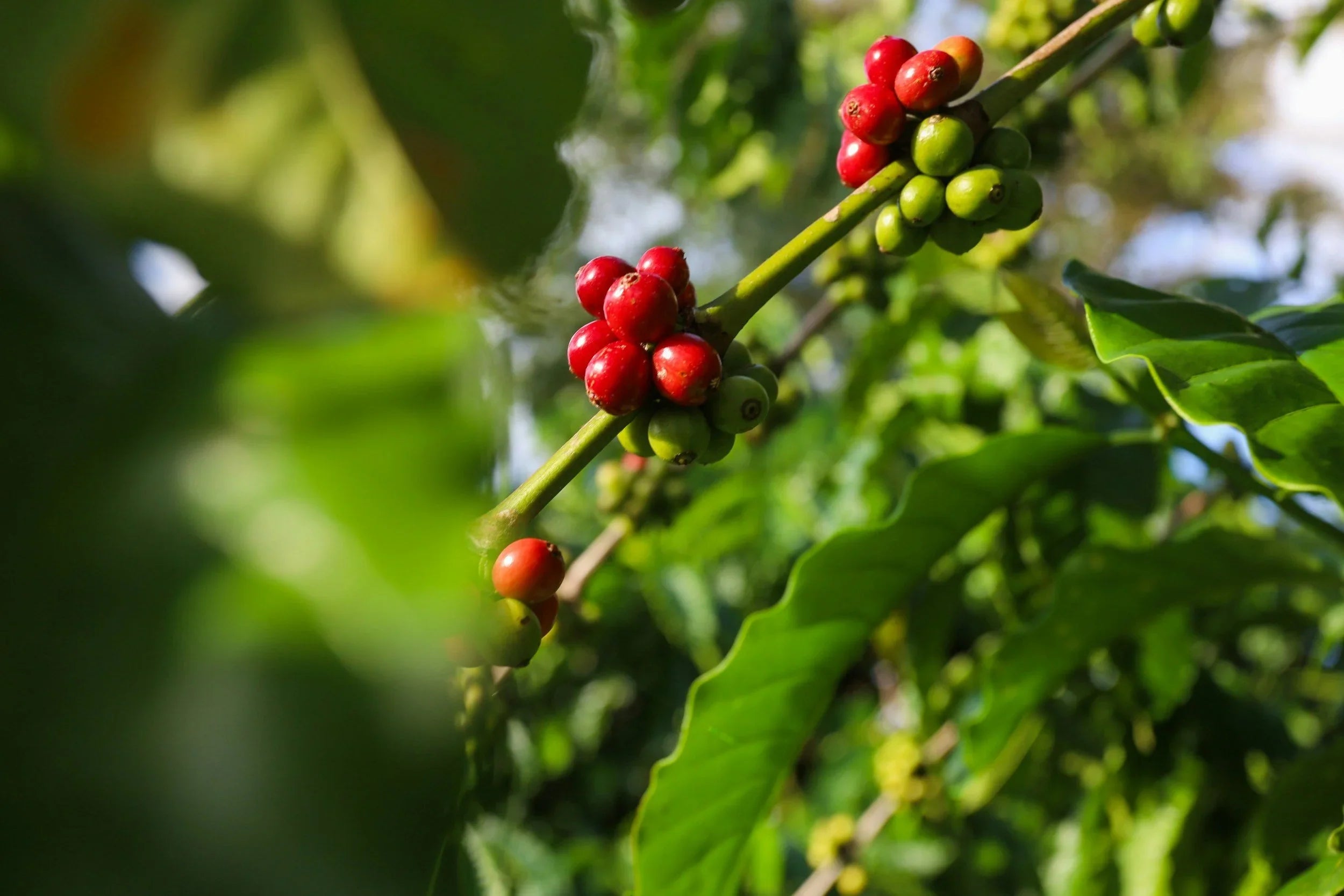 Brazil’s Bold Robusta Expansion And What It Means for Coffee Drinkers in the U.S.