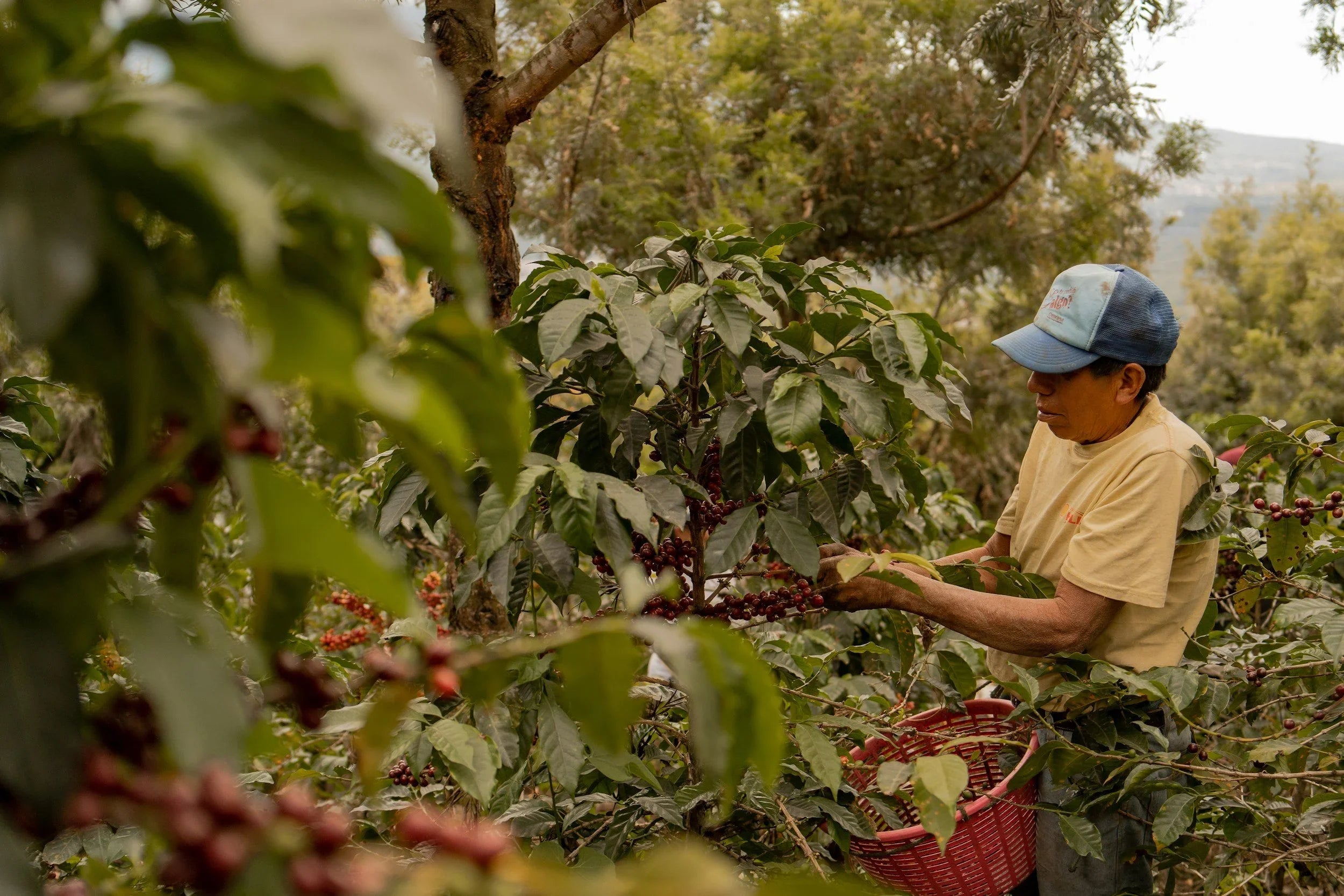What Happens When Coffee-Growing Countries Get Too Hot?