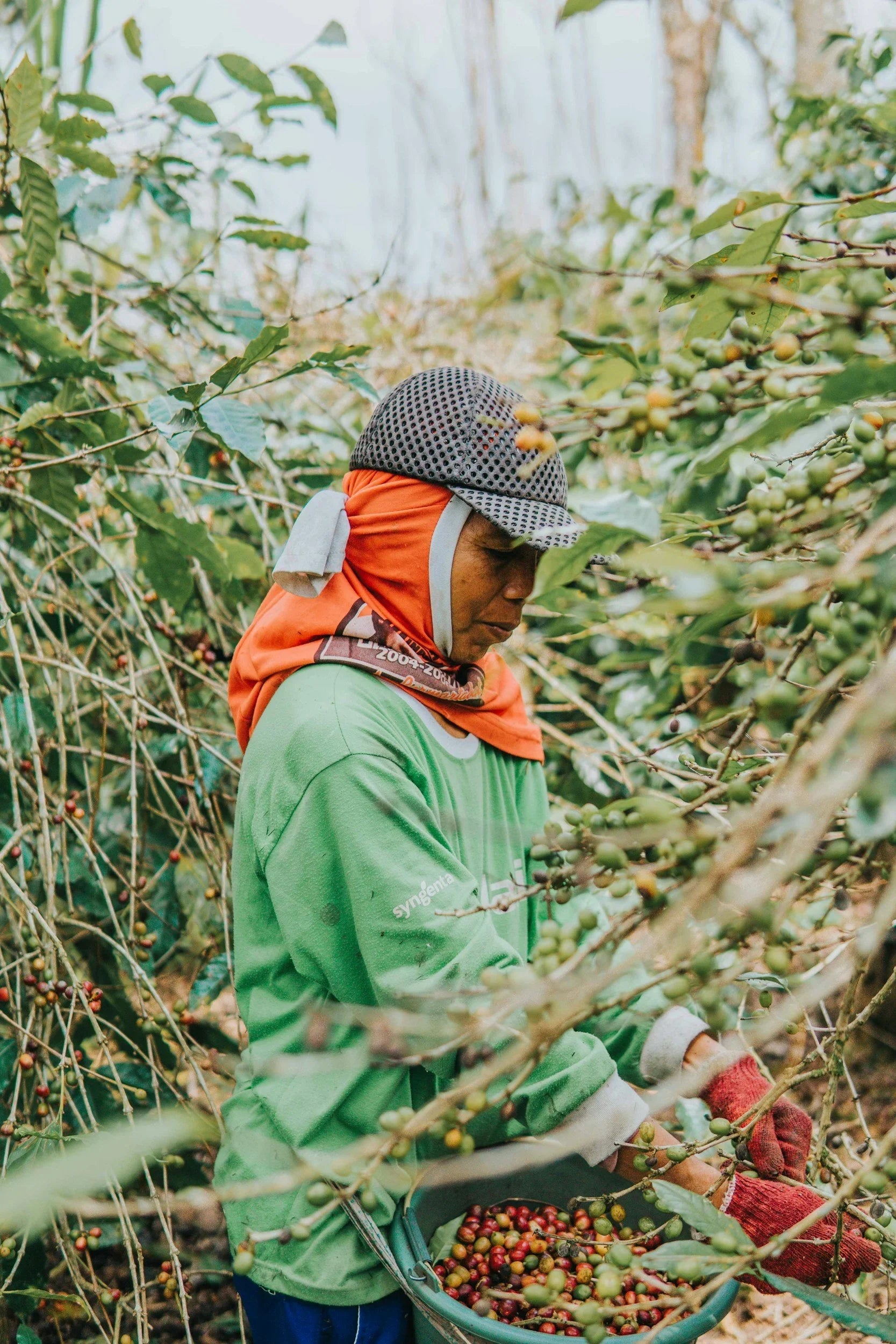 Why Specialty Coffee Needs More Producers And How We All Can Help Grow the Future of Coffee Together