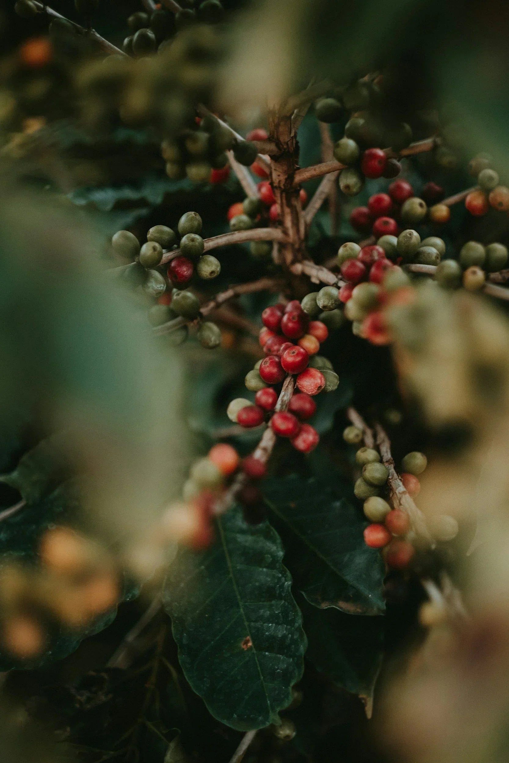 From Farm to Cup: The Growing Challenges Facing Central America’s Coffee Farmers