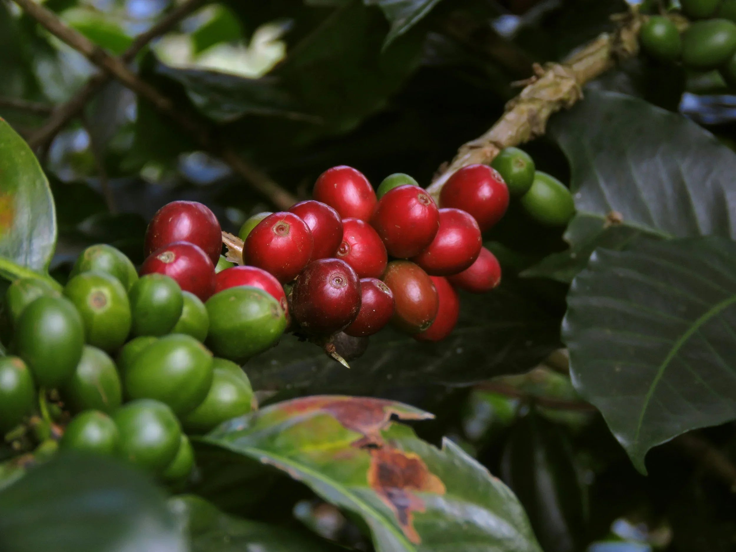 Why Colombia’s Coffee Boom Still Faces a Big Problem And What It Means for the Future of Specialty Coffee Mar 9